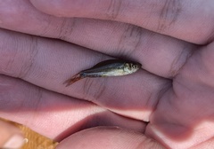 Osteochilus spilurus