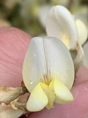 Cytisus multiflorus