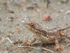 Sitana ponticeriana