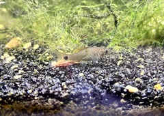 Osteochilus spilurus