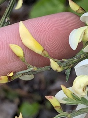 Cytisus multiflorus