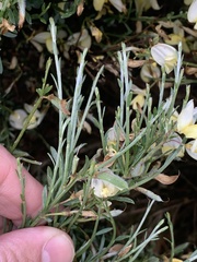 Cytisus multiflorus