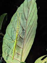 Anarchodes salmanazar