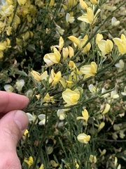 Cytisus multiflorus