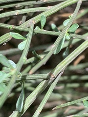 Cytisus multiflorus