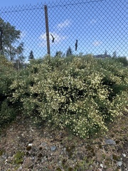 Cytisus multiflorus