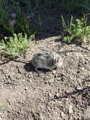 Peromyscus truei