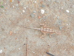 Sitana ponticeriana