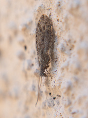Micromus variolosus