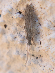 Micromus variolosus