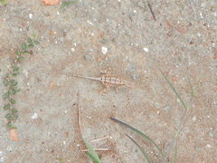 Sitana ponticeriana