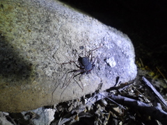 Paraphrynus carolynae