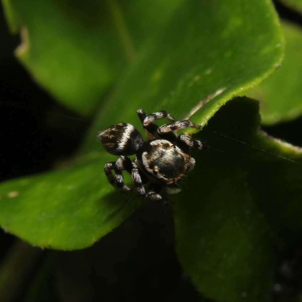 White Garland House Hopper from Graceville Parks on May 15, 2022 at 0939 AM by Natasha Taylor