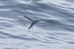 Cheilopogon