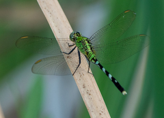 Erythemis simplicicollis