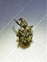 Conotrachelus albicinctus