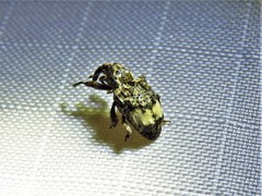 Conotrachelus albicinctus