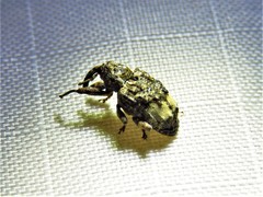 Conotrachelus albicinctus