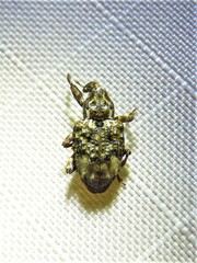 Conotrachelus albicinctus