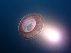 Aequorea forskalea