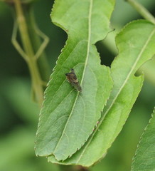 Grapholita delineana