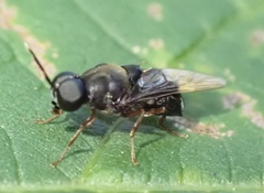 Isomerocera quadrilineata