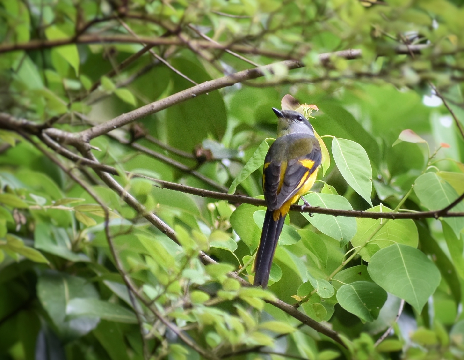 Grey-chinned Minivet