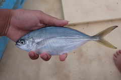 Caranginae