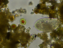 Haematococcus