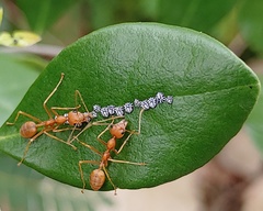 Oecophylla smaragdina