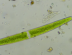 Closterium acerosum