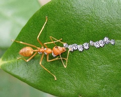 Oecophylla smaragdina