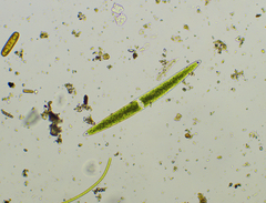 Closterium acerosum