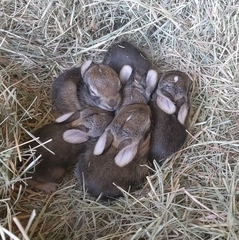 Desert Cottontail photo 5