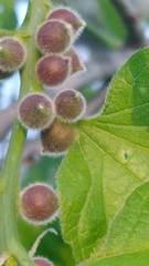 Celticecis oviformis