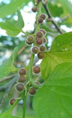 Celticecis oviformis