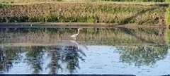 Ardea cinerea