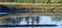 Ardea cinerea