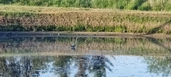 Ardea cinerea