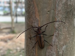 Aegolipton marginale