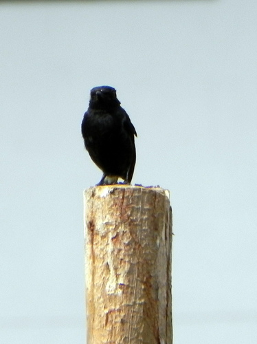 Saxicola caprata