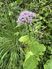Valeriana pyrenaica