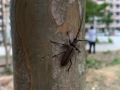 Aegolipton marginale