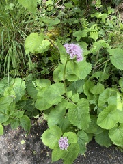 Valeriana pyrenaica