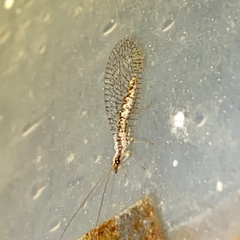 Eremochrysa punctinervis