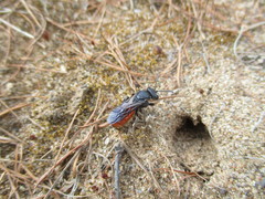 Sphecodes albilabris