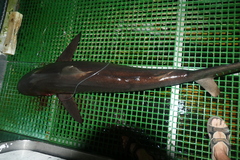 Carcharhinus falciformis