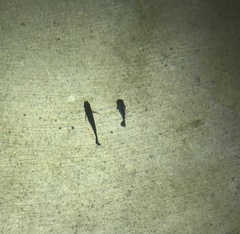 Poecilia reticulata