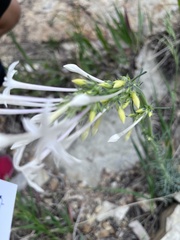 Ipomopsis aggregata candida
