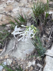 Ipomopsis aggregata candida